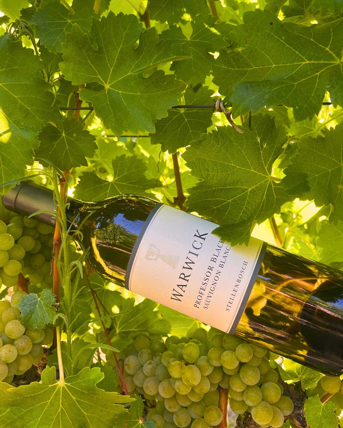 Eine Flasche Warwick Sauvignon Blanc steht zwischen grünen Weinstöcken und unreifen Trauben, umgeben von großen grünen Blättern im hellen Sonnenlicht.