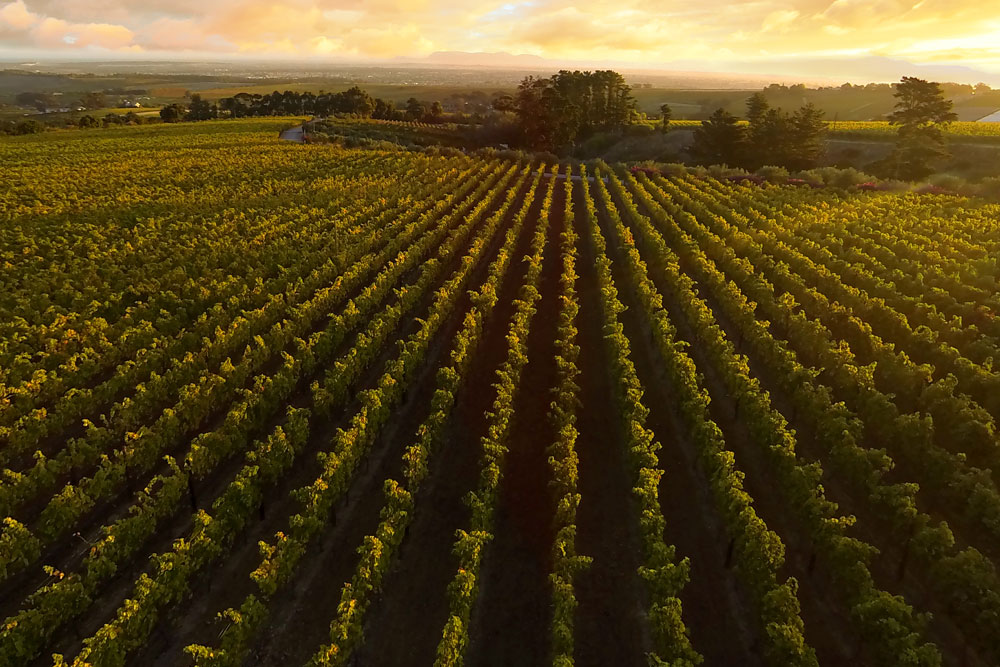 Luftaufnahme eines Weinbergs mit ordentlichen Reihen von Weinstöcken, die sich in die Ferne erstrecken, getaucht in goldenes Sonnenlicht bei Sonnenuntergang mit Bäumen und Hügeln im Hintergrund.