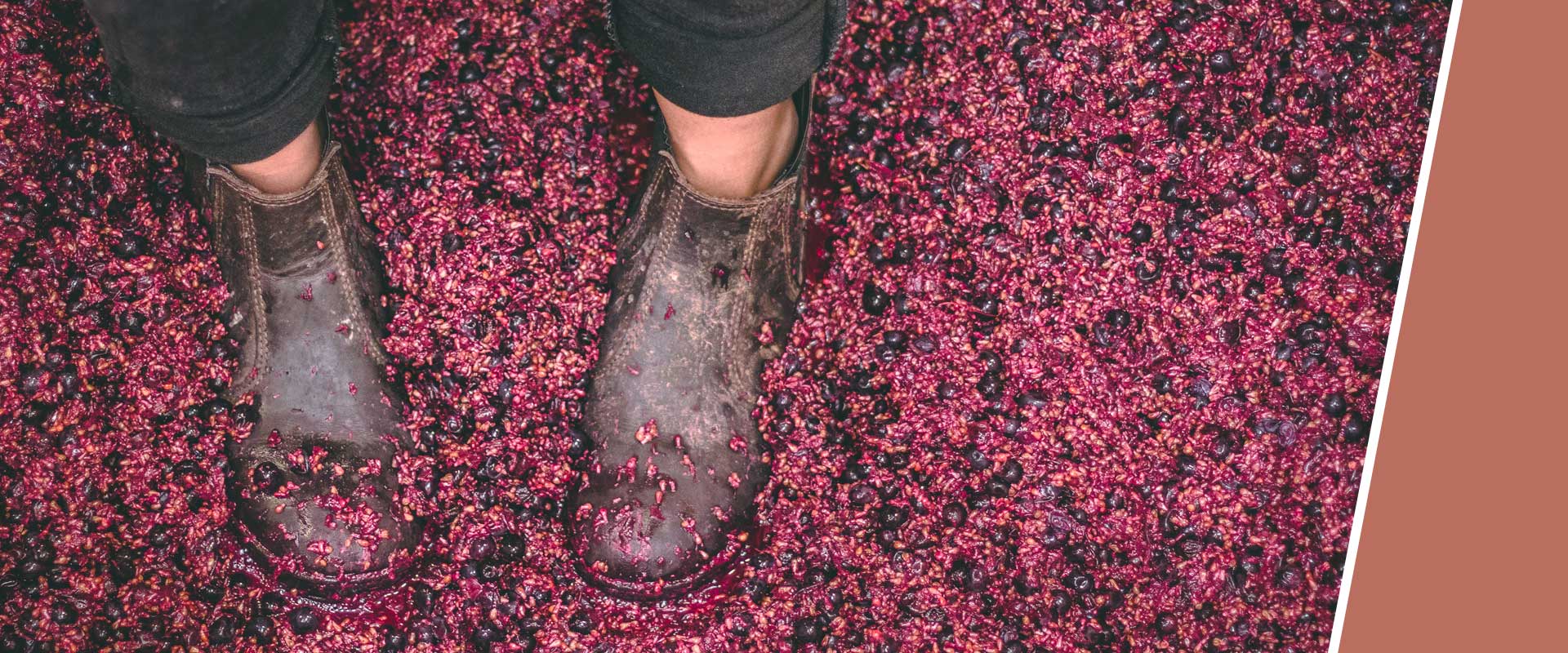 Person mit Stiefeln steht in einer großen Menge zerdrückter roter Trauben