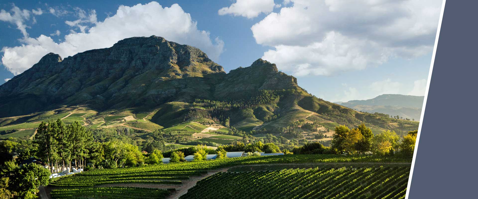 Weinberge und majestätische Berge unter blauem Himmel in Südafrika