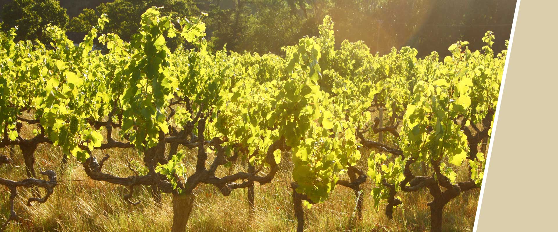 Weinreben in einem sonnigen Weinberg bei goldenem Licht
