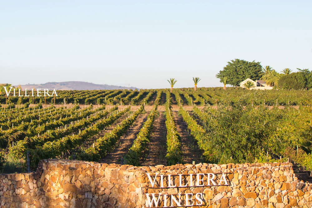 Ein Weinberg mit Reihen von Weinstöcken erstreckt sich in der Ferne unter einem klaren Himmel. Eine Steinmauer im Vordergrund trägt die Aufschrift VILLIERA WINES. Im Hintergrund sind Bäume und ein Gebäude zu sehen.