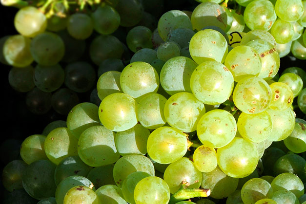 Weiße Rebsorten aus Südafrika - Ein Überblick von CAPREO