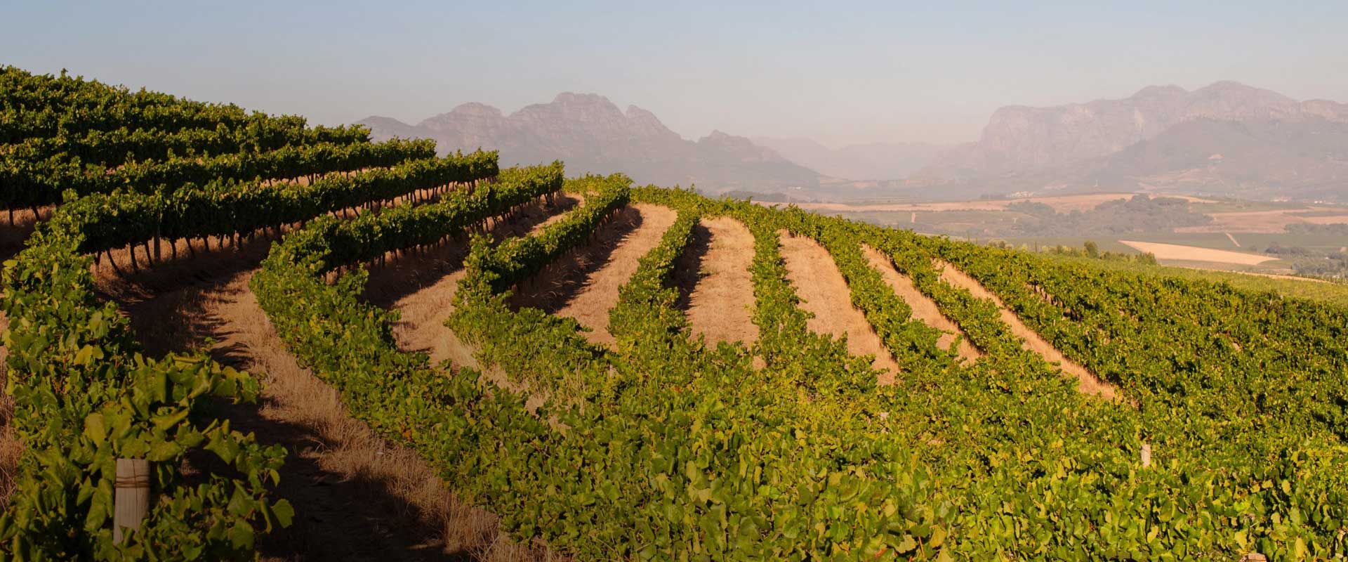 Reihen von Weinstöcken erstrecken sich über einen sanft abfallenden Hang in einem Weinberg, mit fernen Bergen und einem dunstigen Himmel im Hintergrund.