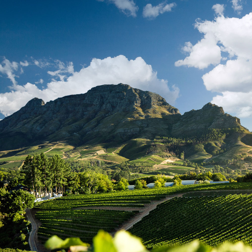 Weinberge und majestätische Berge unter blauem Himmel in Südafrika
