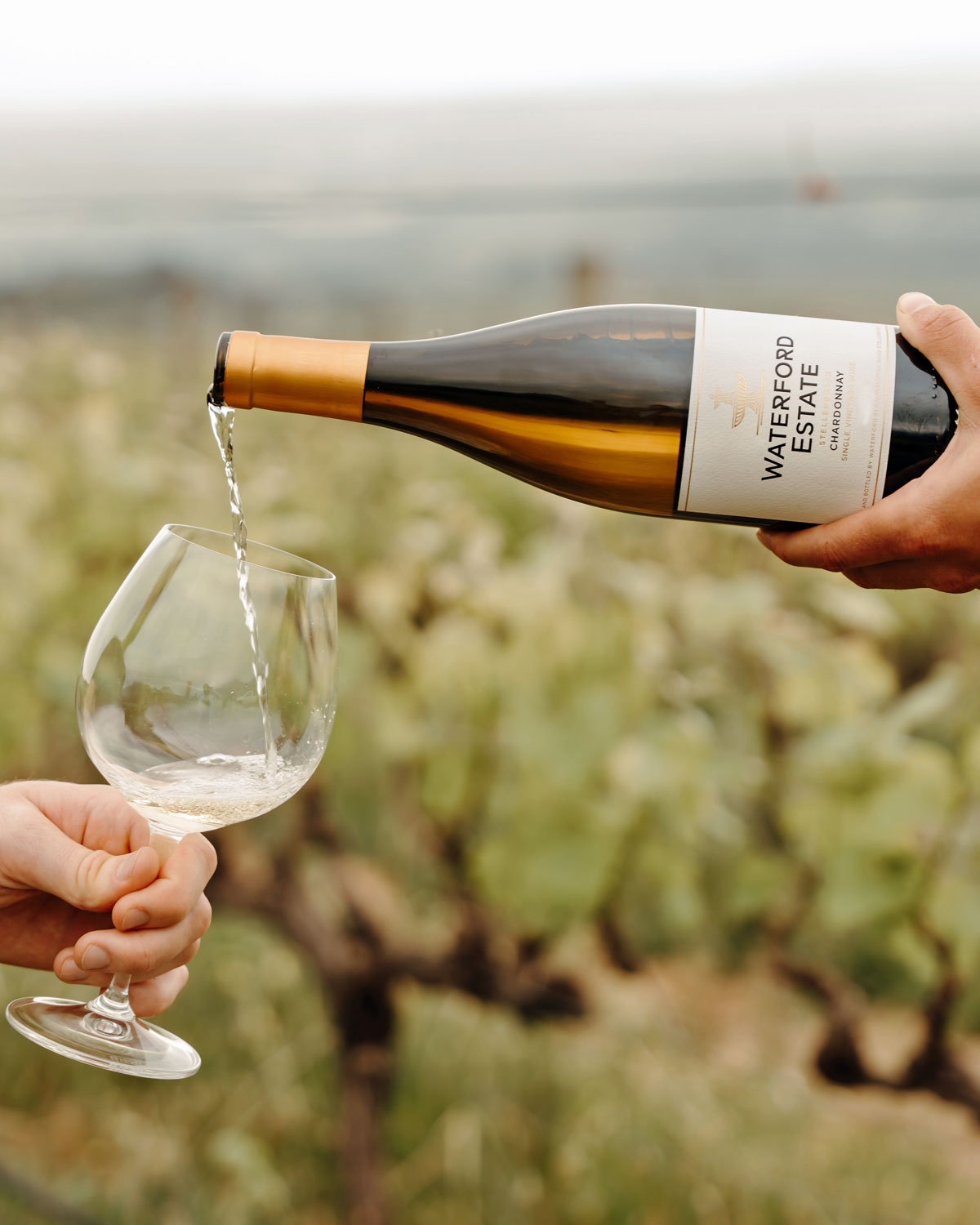 Eine Person gießt Weißwein aus einer Waterford Estate-Flasche in ein Glas ein, im Hintergrund ist eine verschwommene Weinbergslandschaft zu sehen.