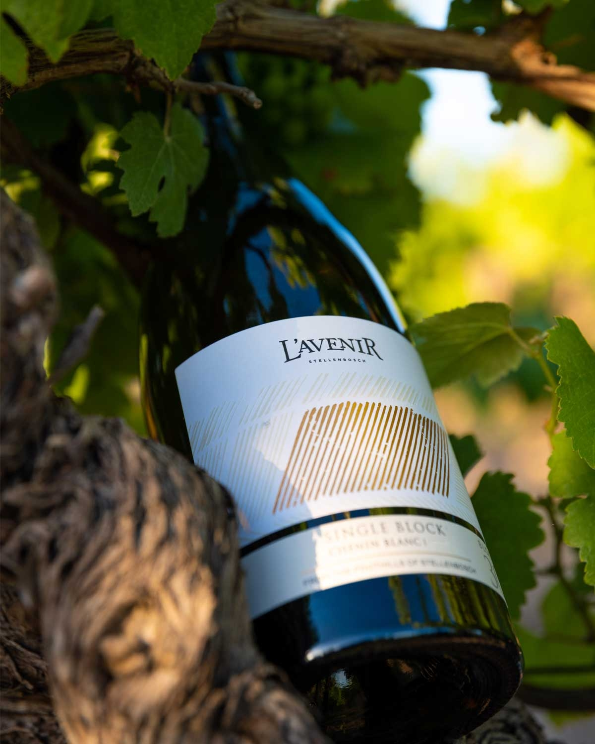 L´Avenir Single Block Chenin Blanc 2024