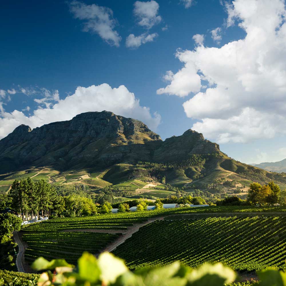 Weinberge mit beeindruckender Berglandschaft unter blauem Himmel in Südafrika